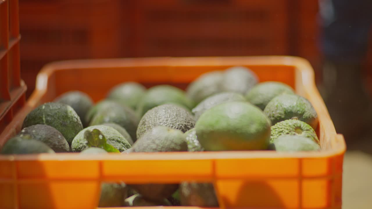 CLOSE UP SHOT OF AVOCADO FILLED BOXES