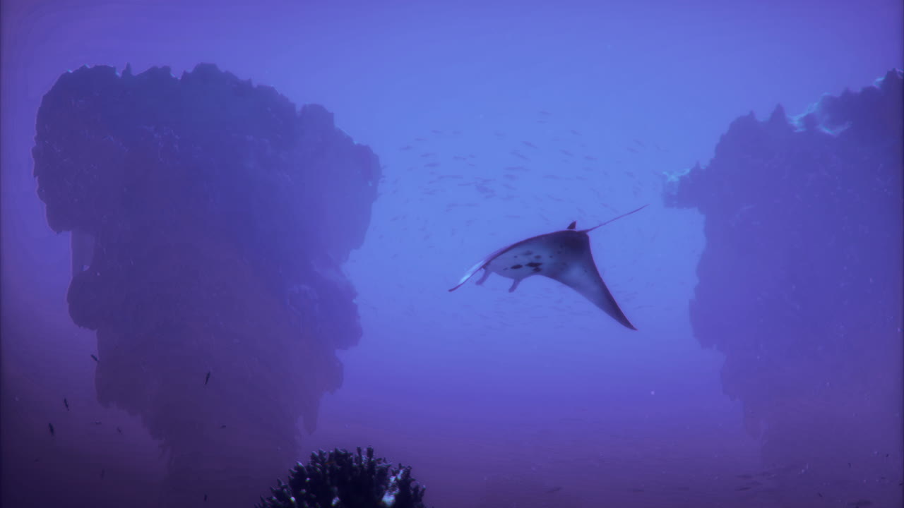 Manta ray glides through blue underwater landscape with coral formations