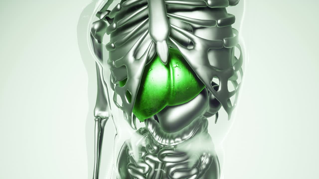 Human Liver Model with all Organs and Bones