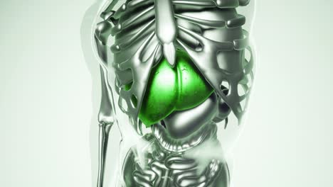 human liver model with all organs and bones