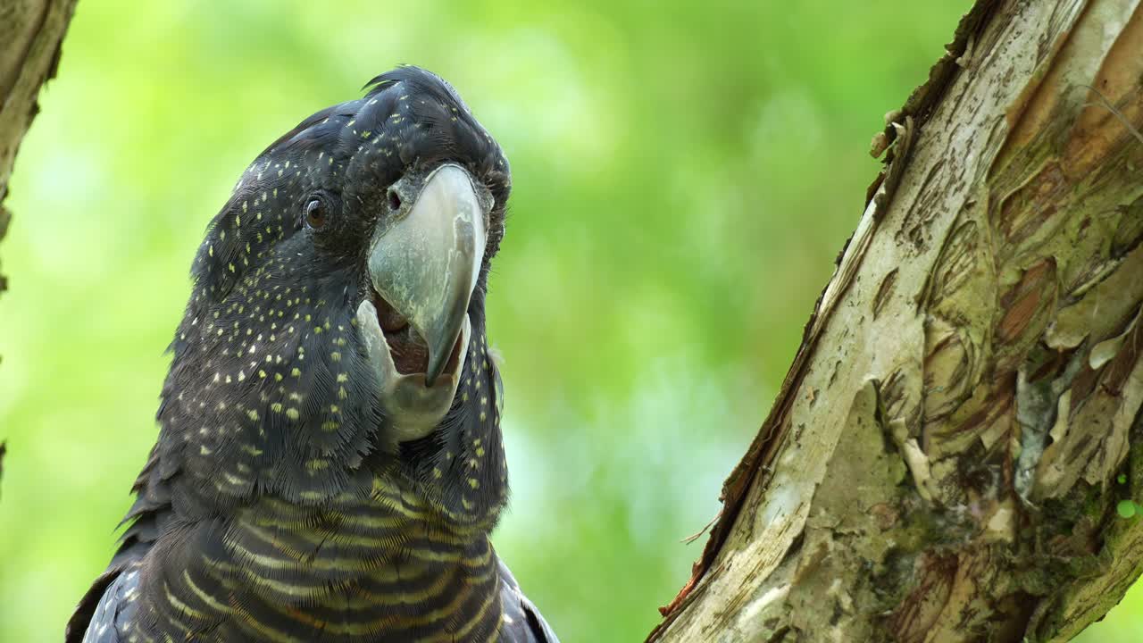 Primo piano di un cacatua nero codarossa femmina (Calyptorhynchus banksii) appollaiato su un ramo d'albero nel suo habitat naturale, che si guarda intorno