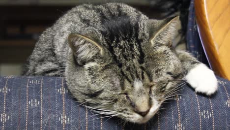 tabby adult cat sleeping on the side of a couch in a living room