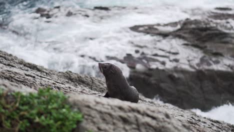 baby seal pup sitting on rocks alone while waves crash in from behind causing swell and waterfalls