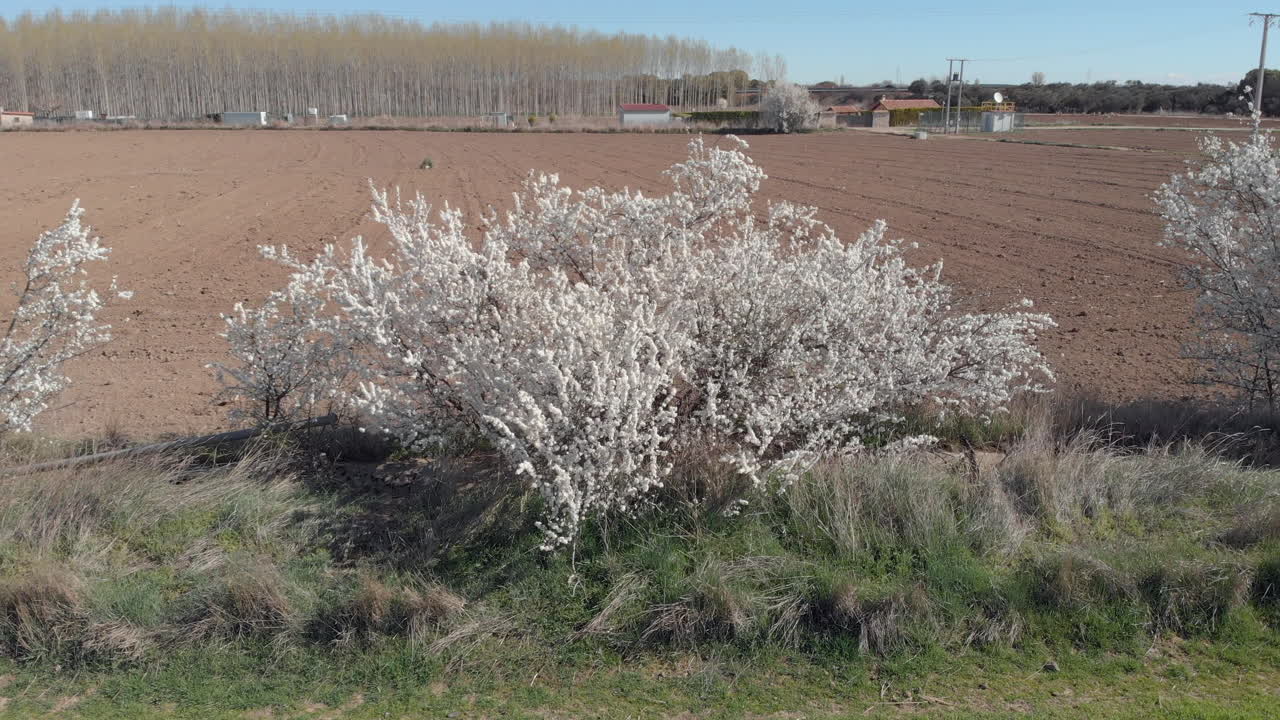 las flores de primavera, vista aérea
