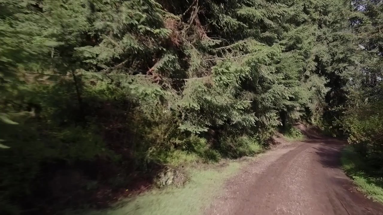 Car point of view driving along winding dirt road through dense forest landscape with green trees natural environment and countryside scenery