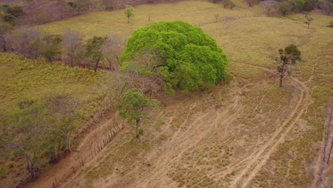 Ein-Wunderschöner-Guacanaste-Baum