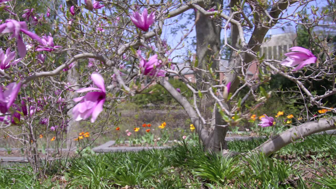 Tree with purple blossoms in the spring on the campus of Michigan State University in East Lansing, Michigan with gimbal video moving around.