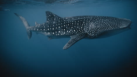 Spotted-whale-shark-swims-at-open-ocean-surface-feeding-with-mouth-open