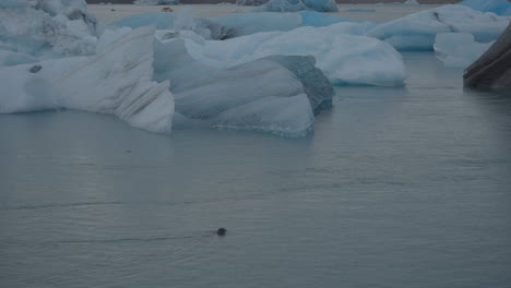 Glaciers-floating-in-Glacier-Lagoon,-Iceland,-with-seals-swimming-and-popping-up-in-the-water,-and-seagulls-flying-overhead,-moving-towards-Diamond-Beach