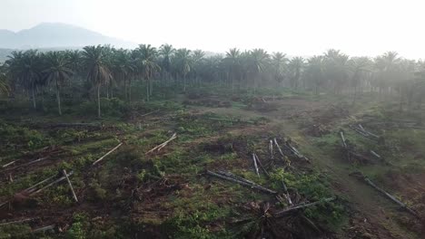 Dead-oil-palm-plantation-due-to-land-clearing.