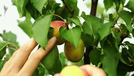 a woman plucks large ripe apricots from a tree branch