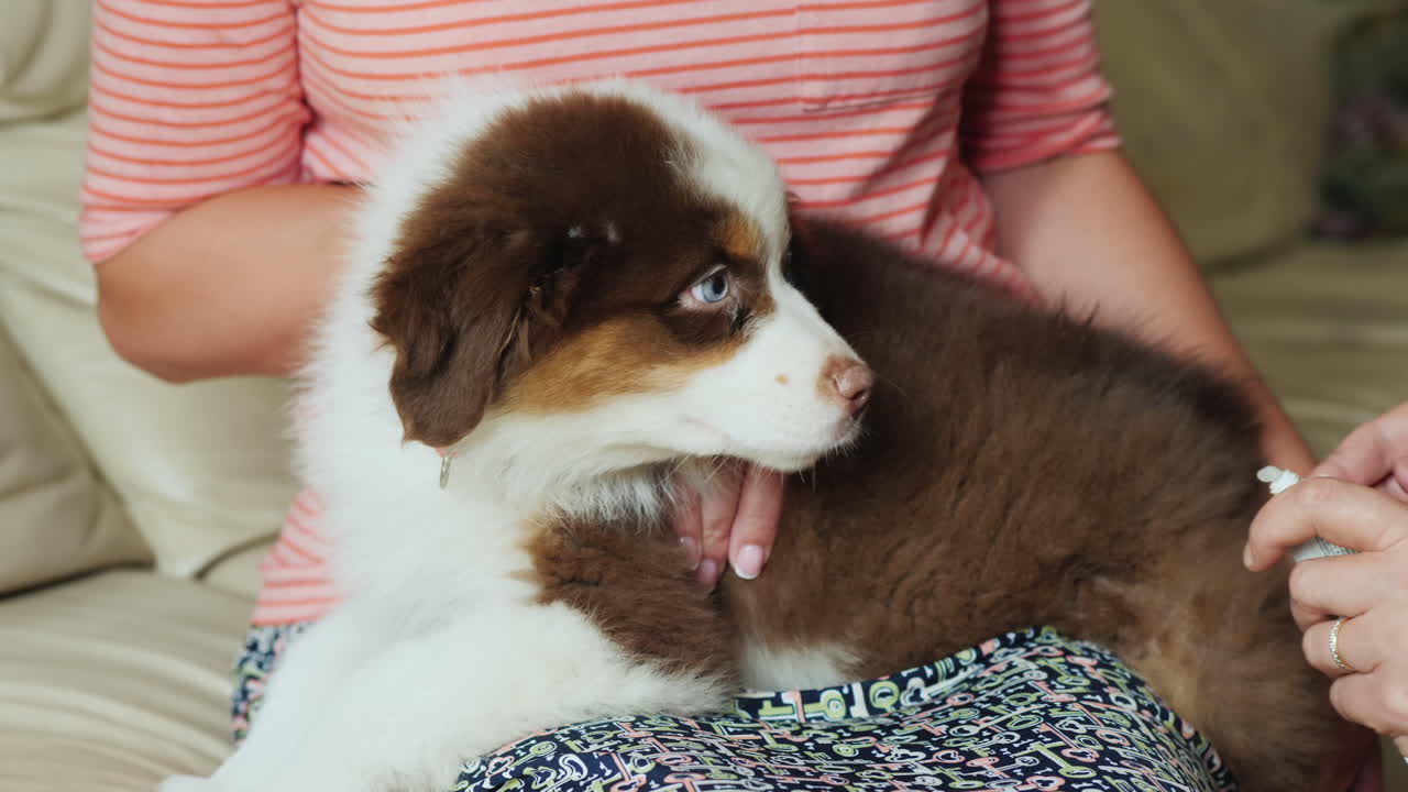 수의사와 조수가 강아지 쪽의 상처를 치료합니다.