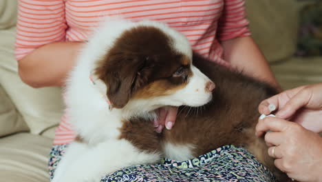 veterinarian and assistant treat a wound on the puppys side