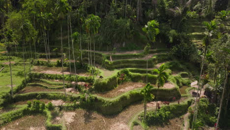 Terrazas-De-Arroz,-Lugar-Popular-Tanto-Para-Fotógrafos-Como-Para-Amantes-De-La-Naturaleza