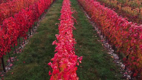 Aerial-view-of-colorful-autumn-vineyard-with-red-foliage,-in-the-italian-countryside,-at-sunset