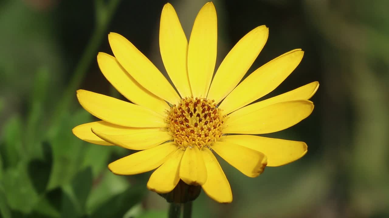 primer plano de una flor amarilla de osteospermum ecklonis, una popular planta de jardín