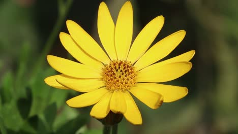 closeup of a yellow osteospermum ecklonis flower, a popular garden plant