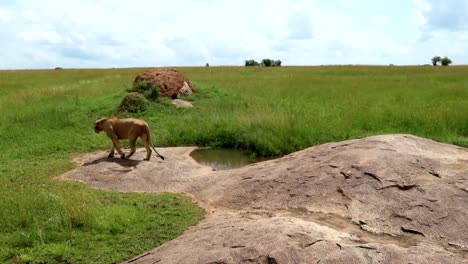 young male lion going down of little rock in the african green plain