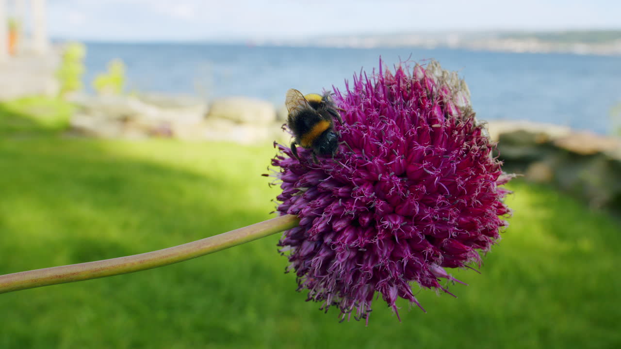 abeja en flor púrpura frente al mar y la hierba en un día soleado en la naturaleza