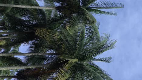 Video-Vertical---Vista-Relajada-De-Una-Suave-Brisa-Que-Sopla-A-Través-De-Las-Palmeras-Contra-El-Cielo-Azul-Claro