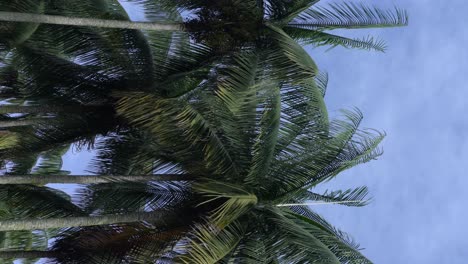 video vertical - vista relajada de una suave brisa que sopla a través de las palmeras contra el cielo azul claro