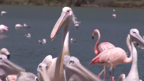 Beautiful-Pelicans