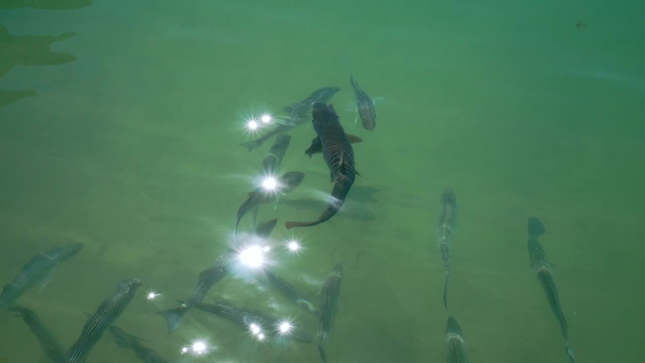School of fish swimming in a clear green blue lake water with sun glistening on the surface