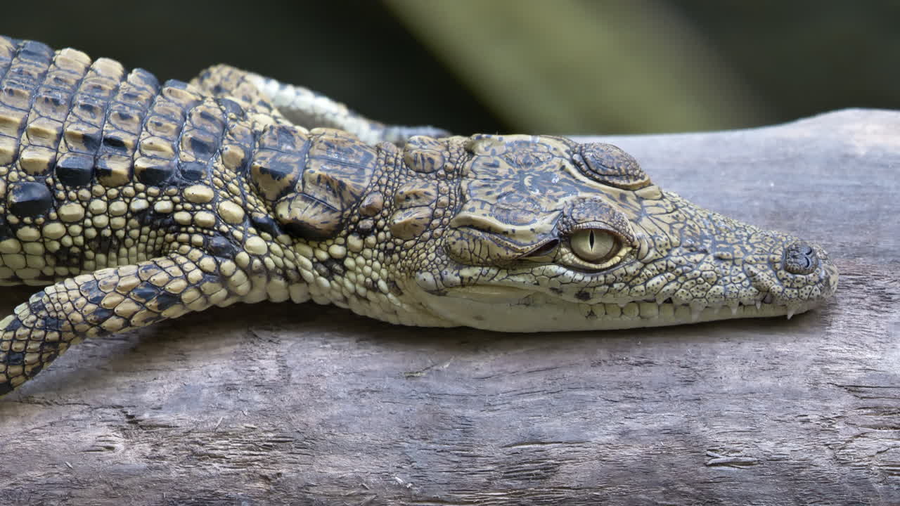 primer plano de un pequeño cocodrilo de agua dulce tumbado y descansando sobre un tronco de madera