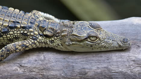 close up shot of little freshwater crocodile lying and resting on wooden trunk