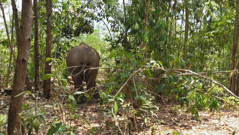 asian elephants in an elephant sanctuary in chiang mai, thailand