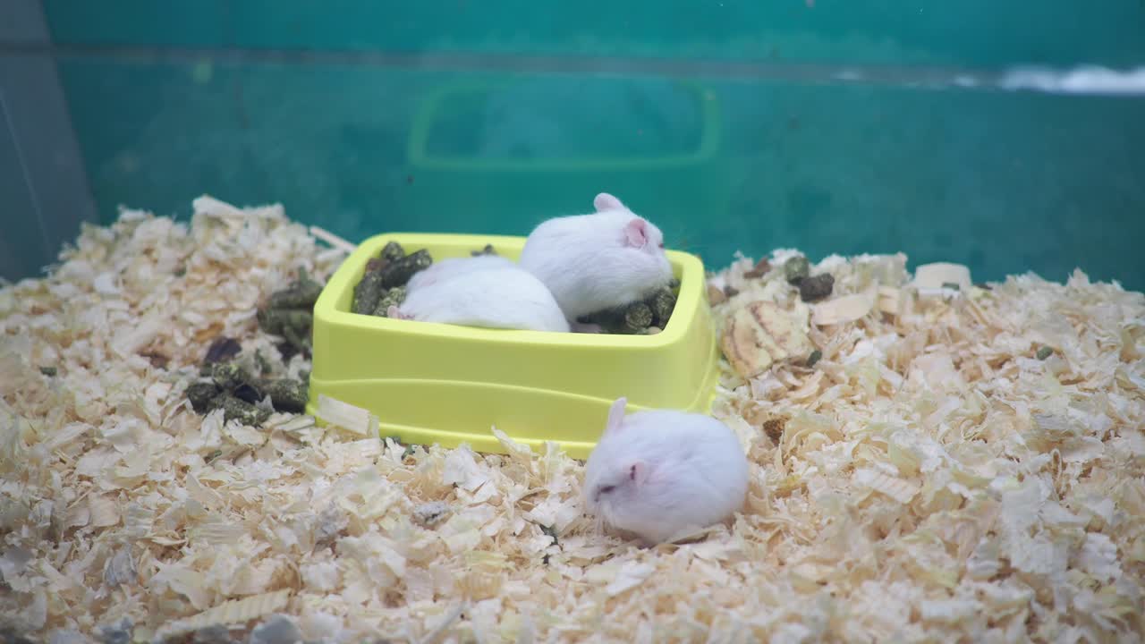 Hamsters in a cage