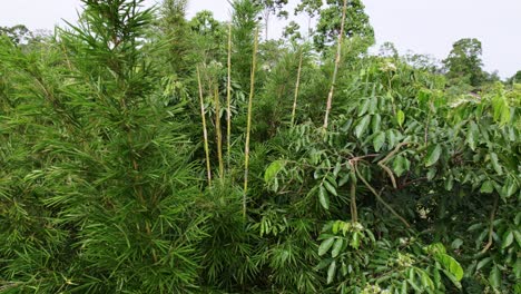 árbol de bambú entre otros árboles en la jungla, drone ascendiendo