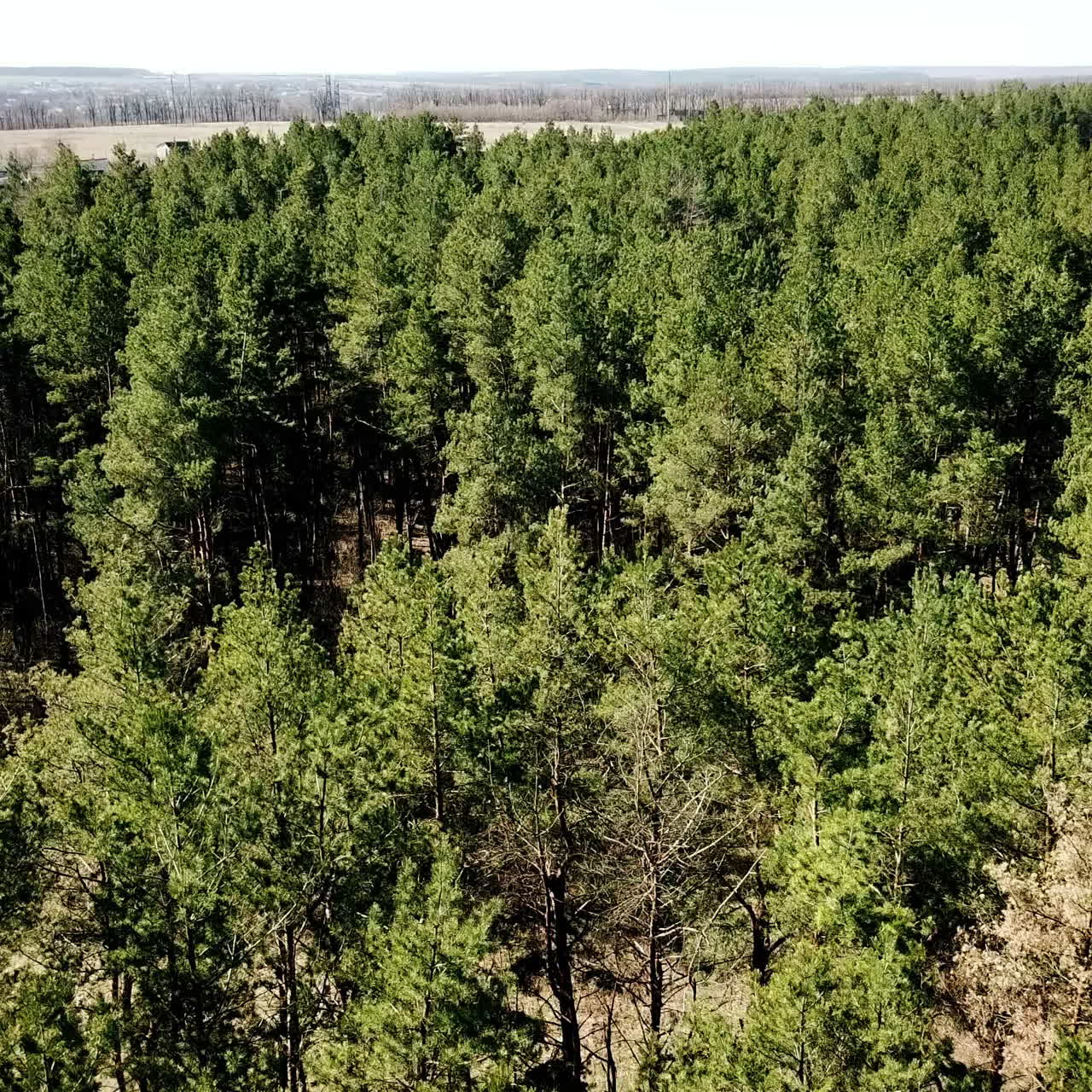 Aerial View. Flying over the beautiful sunny forest trees. Pine forest