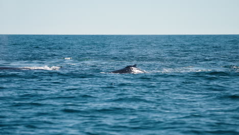 ballena jorobada salvaje sopla desde un agujero en la superficie del océano y salpica, 4k, australia