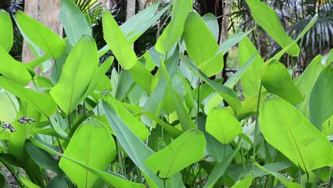 lush green foliage gently swaying in the breeze