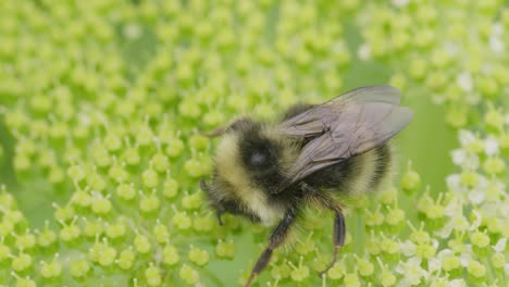 bumblebee pollinates bright green flowers in a lush garden during sunny day