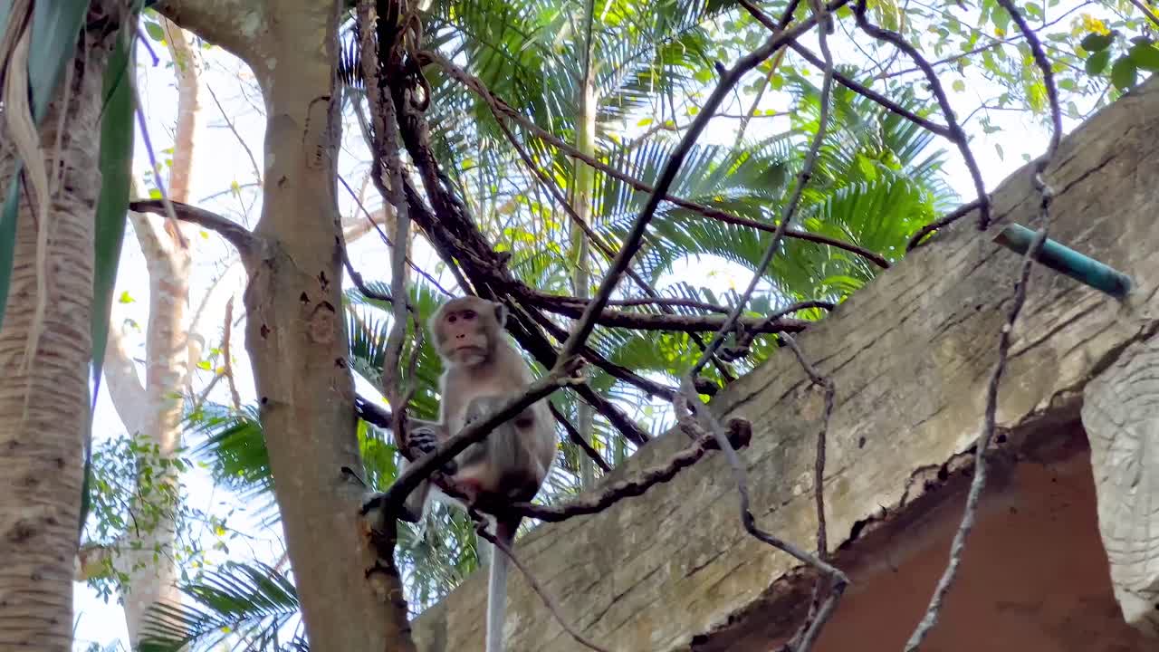 monos trepando árboles y estructuras en el zoológico