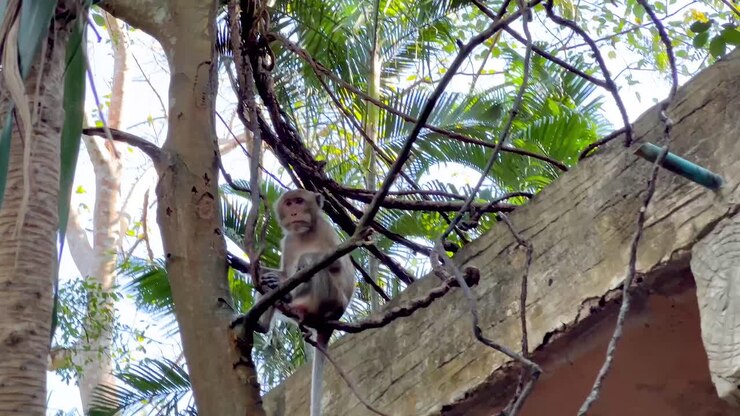 Monkey climbing trees and structures in zoo