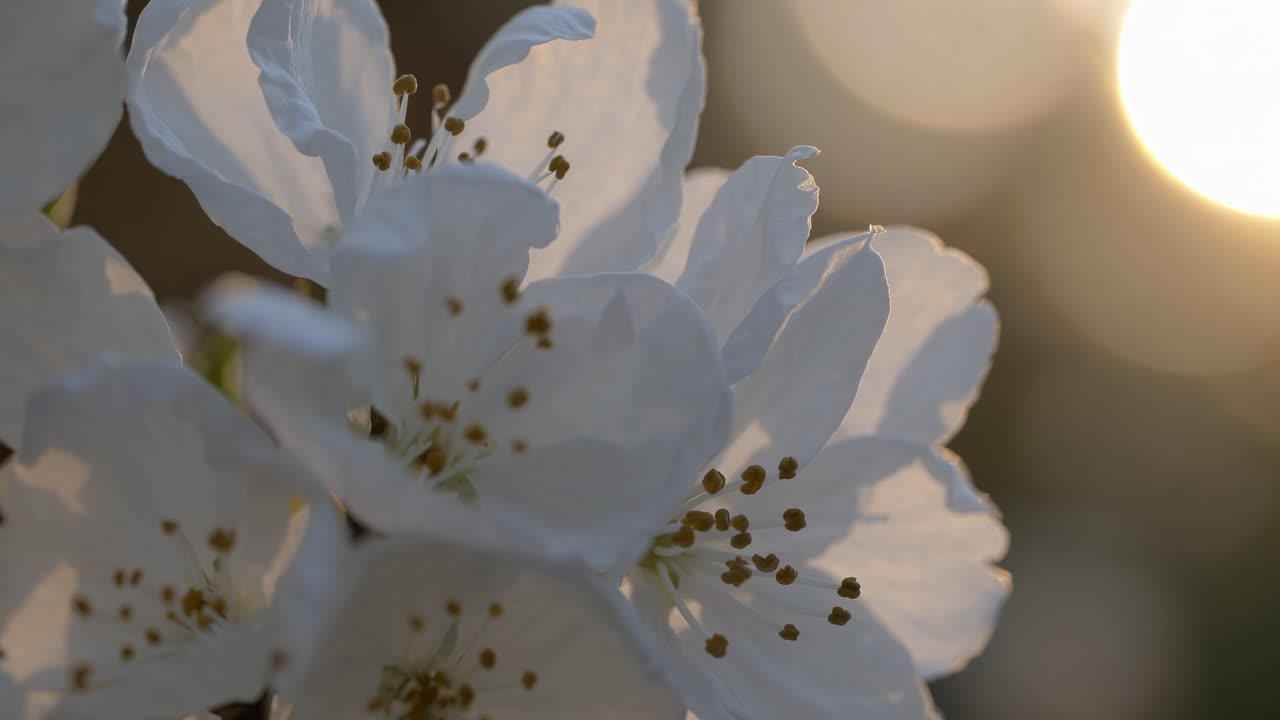 Close-up video of delicate white flowers in soft focus, capturing sunlight filtering through petals