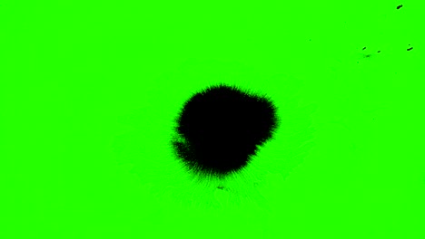 pintura abstracta pincel trazo forma salpicaduras de tinta negra fluyendo y lavando en croma clave fondo de pantalla verde, salpicadura de tinta artística