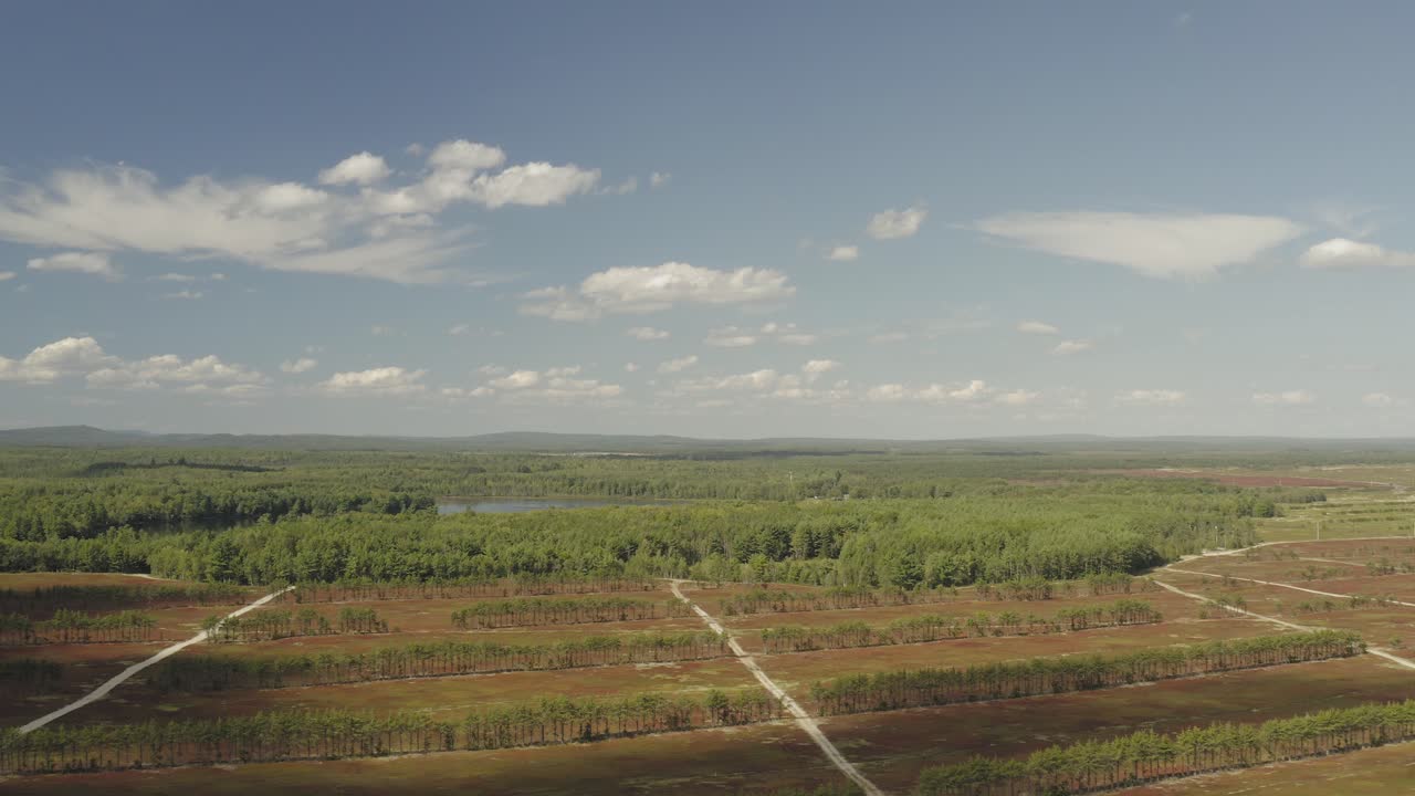 establecimiento de una antena de cultivo de arándanos en campos con vistas a la vasta extensión de la naturaleza que se extiende hasta el horizonte