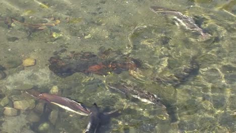 Lachse-Schwammen-Gegen-Den-Fluss.-Ketchikan,-Alaska