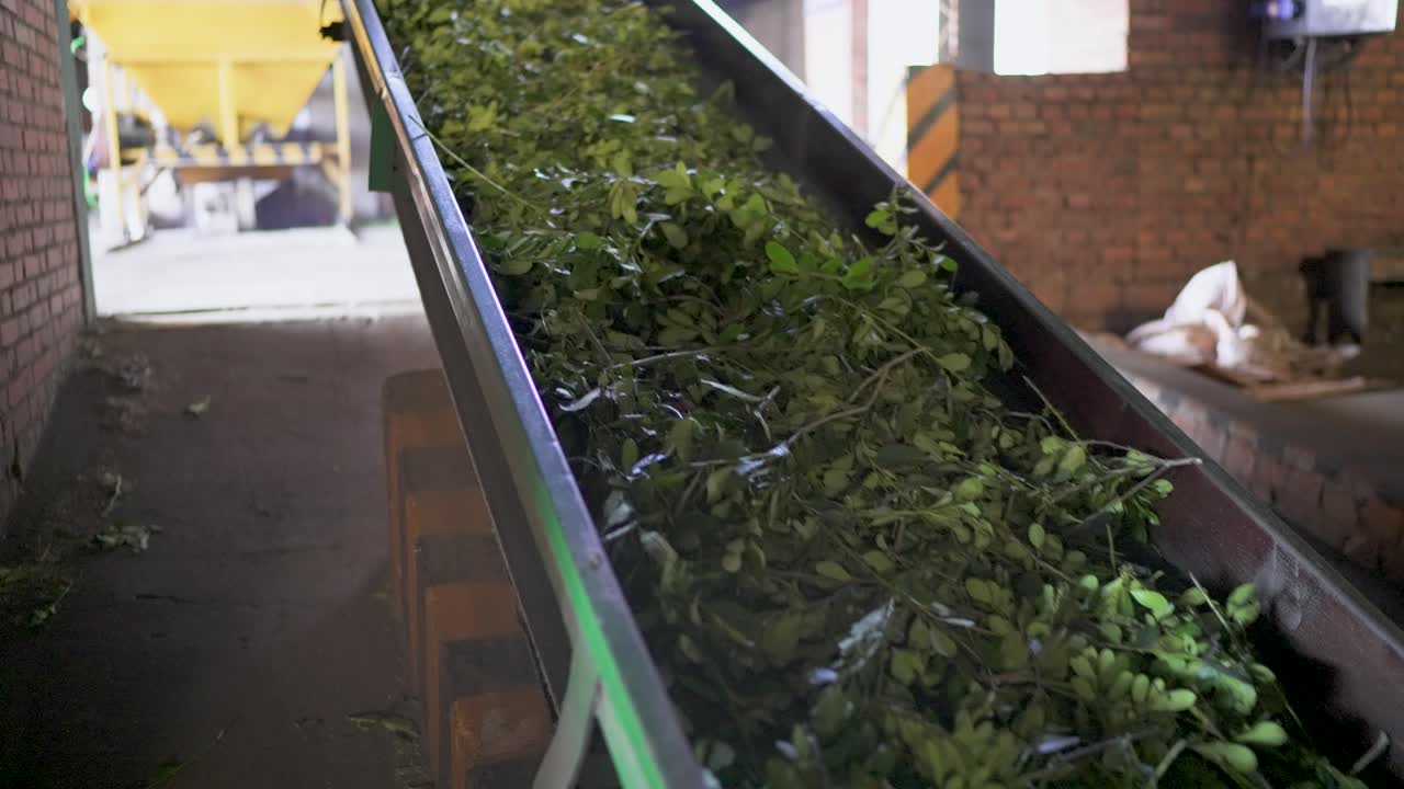 Konveyör bandında yerba mate yaprakları – taze yeşil yapraklar kurutma aşamasından geçerek endüstriyel bir ritim, botanik doku ve küresel fonksiyonel içecek üretiminin ölçeğini çağrıştırıyor, statik çekim