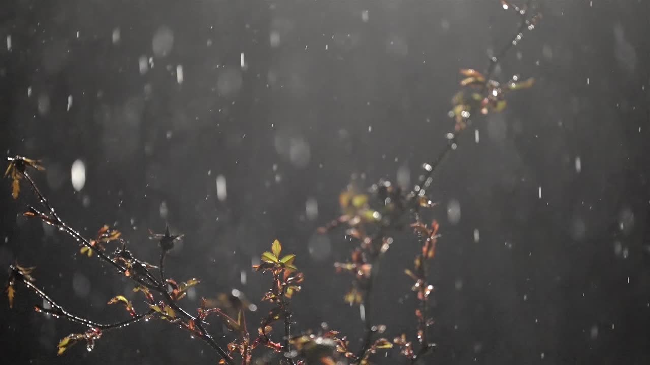Moody Night Rain on Budding Branch, Captured in Slow Motion