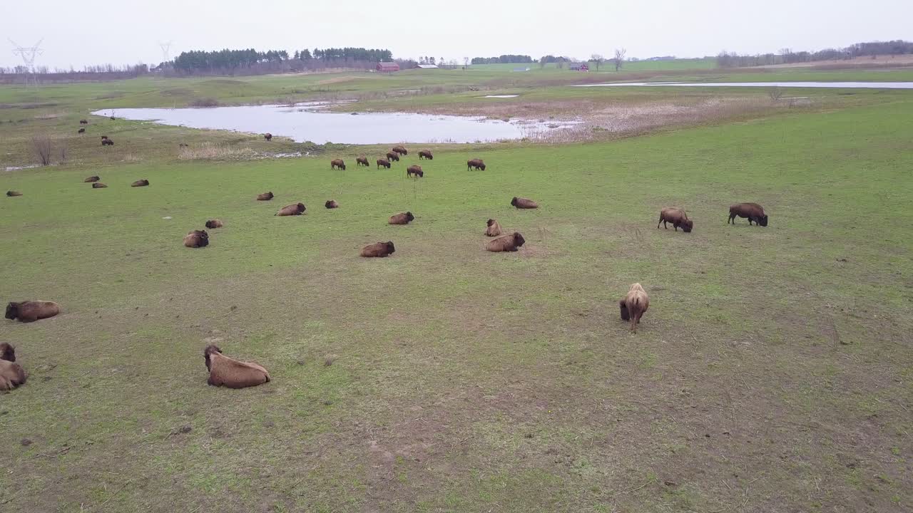 una antena sobre búfalos o bisontes pastando en las llanuras americanas