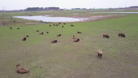 Eine-Antenne-über-Büffel-Oder-Bison,-Die-Auf-Den-Amerikanischen-Ebenen-Grasen