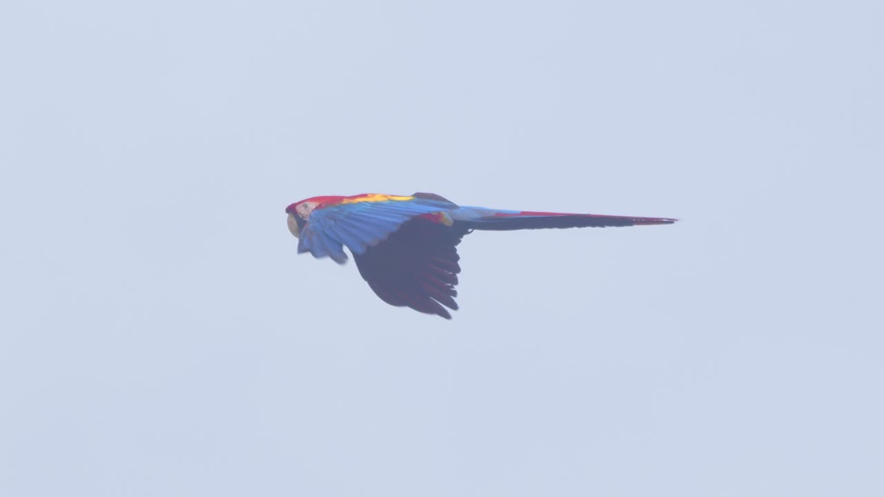 Radiant Scarlet Macaw flying in slow motion, gliding over the breathtaking Peruvian rainforest to land into a tree top