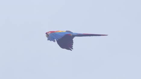 radiant scarlet macaw flying in slow motion, gliding over the breathtaking peruvian rainforest to land into a tree top