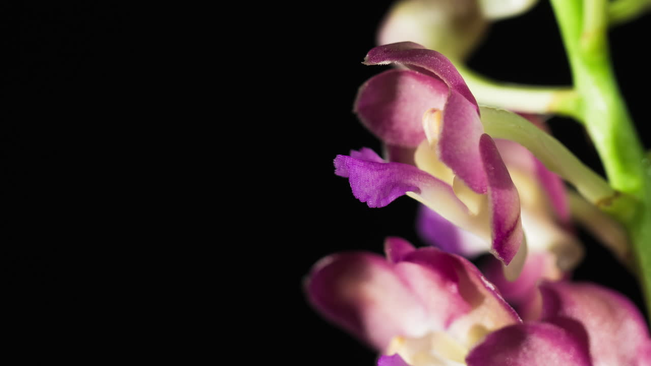 Orchidea Ascocenda in fioritura, primo piano macro dettagliato con spazio per il testo