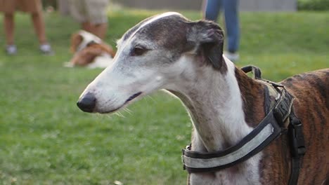 a greyhound dog in a dog park